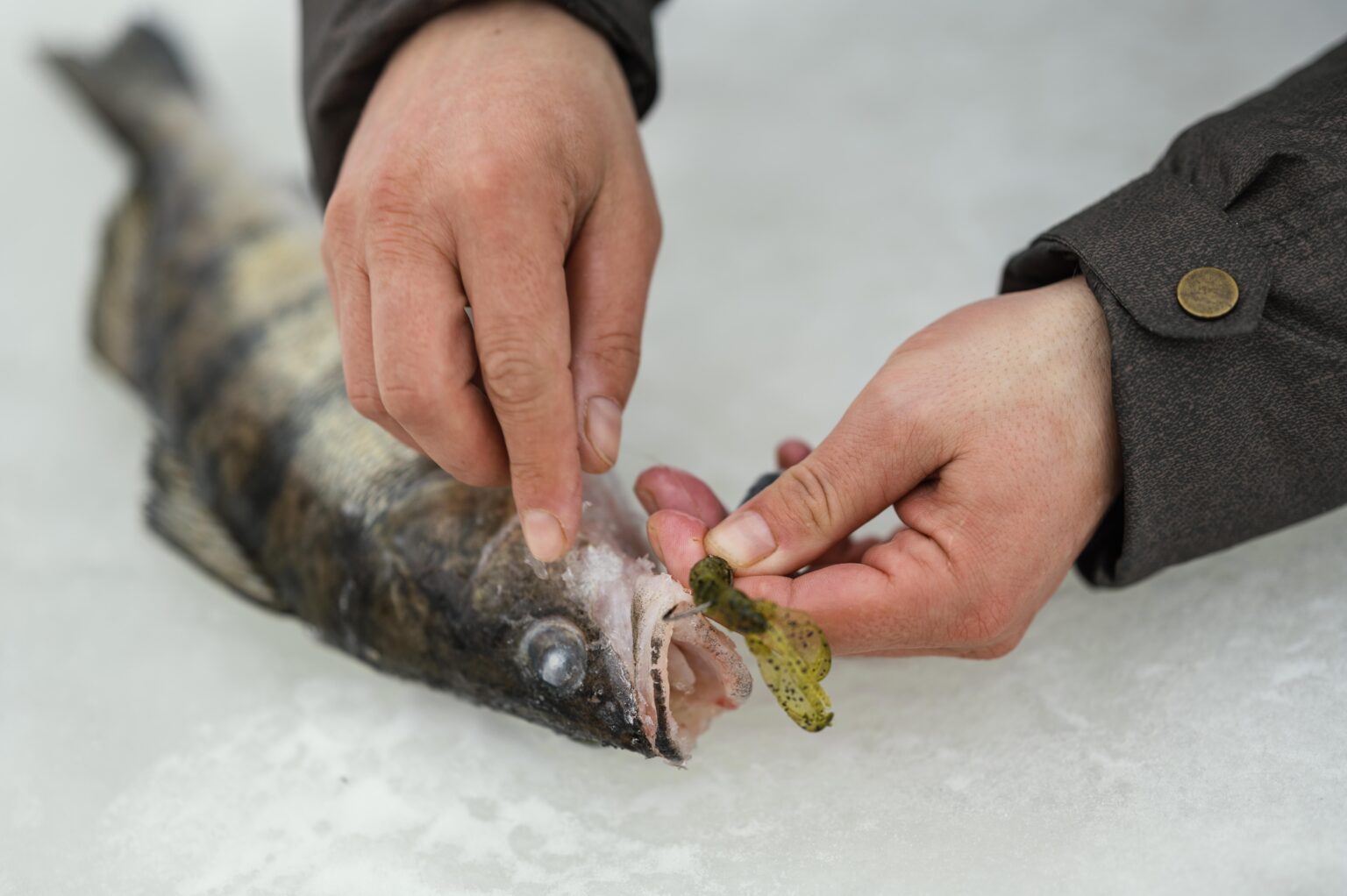 Drop shot z gumą i rybą — obrazek do poradnika dla wędkarzy w Holandii