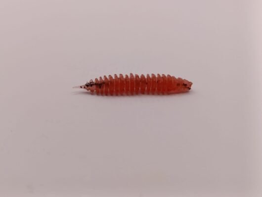 Qubi Lures Liszaj 6cm<span> - </span>Karotka