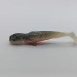 Qubi Lures Syrena Shad Stynka