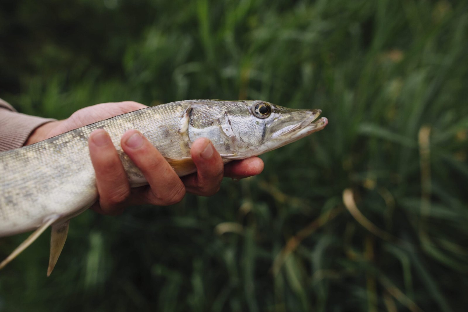 Szczupak/