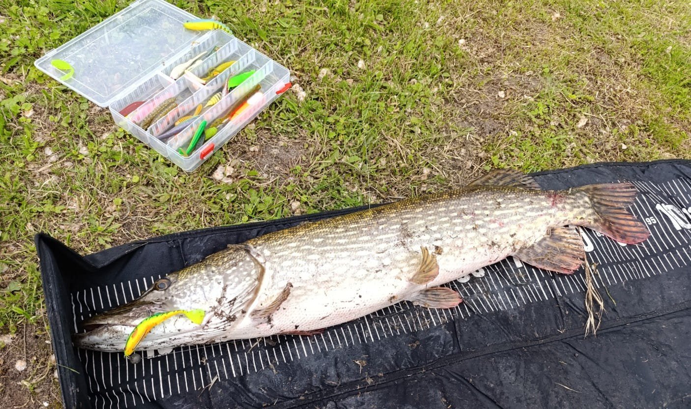Szczupak 95 cm Mikado Sicario Holandia